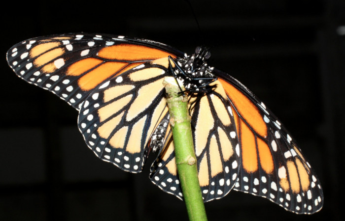 Fig. 7 Huevo de larva <i>Danaus plexippus</i> (Nymphalidae), Los Almendros, Sector El Hacha 290m. 13-SRNP-21416-DHJ493695.