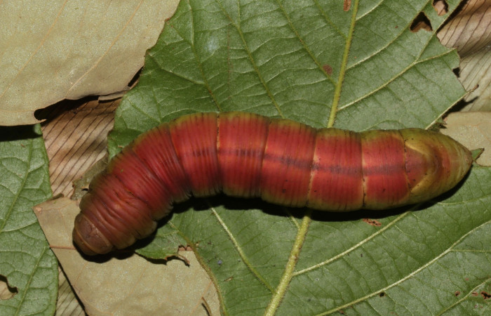Figura 12. Prepupa en posición dorsal de <i>Pachylia</i> darcetaDHJ02 (Sphingidae). Sector Pitilla,  Sendero Naciente. Voucher 17-SRNP-31478-DHJ739152.jpg.