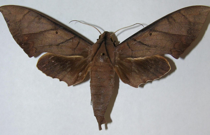 Figura 19. Adulto macho en posición dorsal de <i>Pachylia</i> darcetaDHJ02 (Sphingidae). Sector San Cristóbal,  Estacion San Gerardo. Voucher 06-SRNP-5803-DHJ347348.