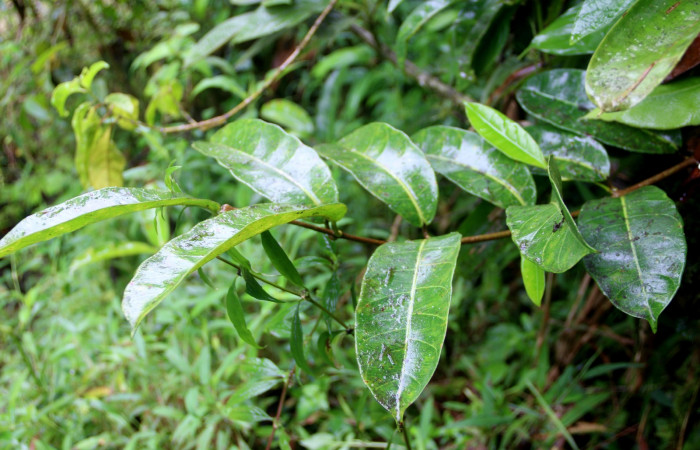 Figura 21. <i>Allomarkgrafia plumeriiflora</i> (Apocynaceae), planta hospedera de <i>Pachylia darceta</i> (Sphingidae). Sector San Cristóbal, Sendero Huerta. Foto, Carolina Cano, 3 Octubre 2018.