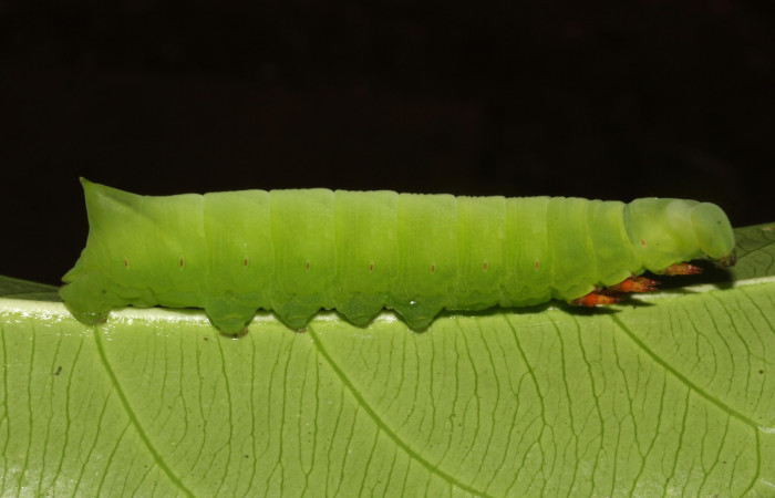 Figura 3. Larva en posición lateral entero de <i>Pachylia</i> darcetaDHJ02 (Sphingidae), PPU estadio. Sector Pitilla, Sendero Naciente. Voucher 17-SRNP-31478-DHJ739038.jpg.