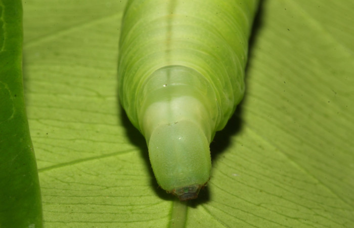 Figura 8. Cabeza en posición frontal de <i>Pachylia</i> darcetaDHJ02 (Sphingidae), U estadio. Sector Pitilla, Sendero Naciente. Voucher 17-SRNP-31478-DHJ739041.jpg.