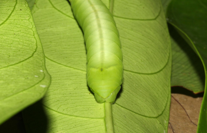 Figura 9. Cola en posición frontal de <i>Pachylia</i> darcetaDHJ02 (Sphingidae), U estadio. Sector Pitilla, Sendero Naciente. Voucher 17-SRNP-31478-DHJ739042.jpg.