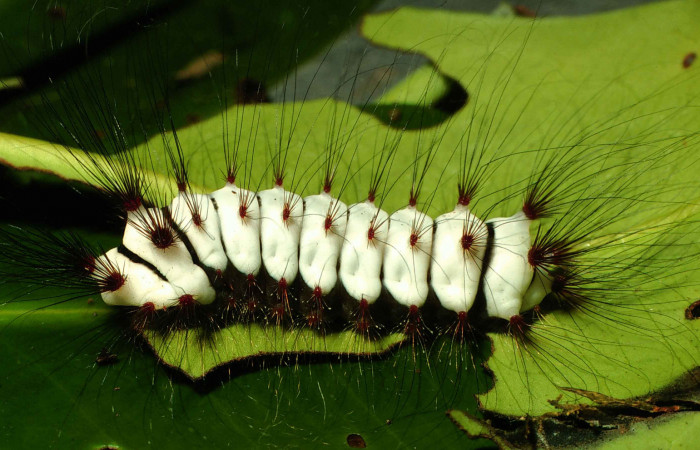 Figura 31. Larva <i>Megalopyge lanata</i> (Megalopygidae), último estadío (U) vista lateral, localidad Laguna El Limbo, Sector Santa Rosa ACG (2m). Voucher: 00-SRNP-15197-DHJ55680.jpg.