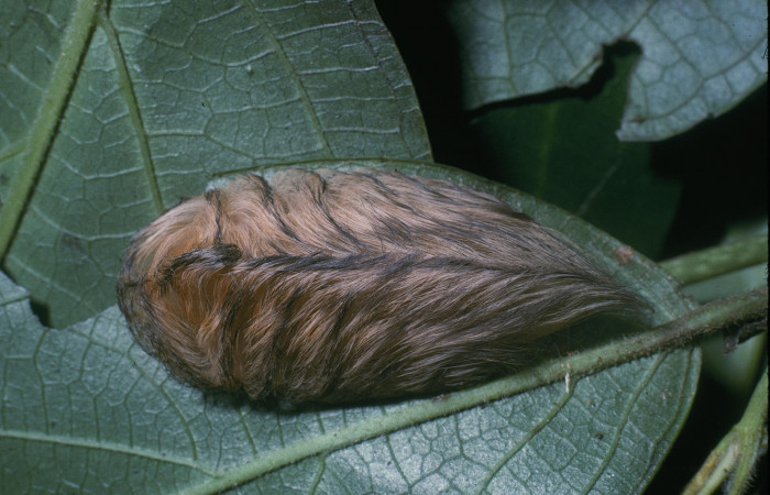 Figura 34. Larva <i>Megalopyge</i> Janzen07 (Megalopygidae), último estadío (U) vista dorsal, localidad Quebrada Otilio, Sector Cacao ACG (550m). Voucher: 04-SRNP-45198-DHJ83336.jpg.