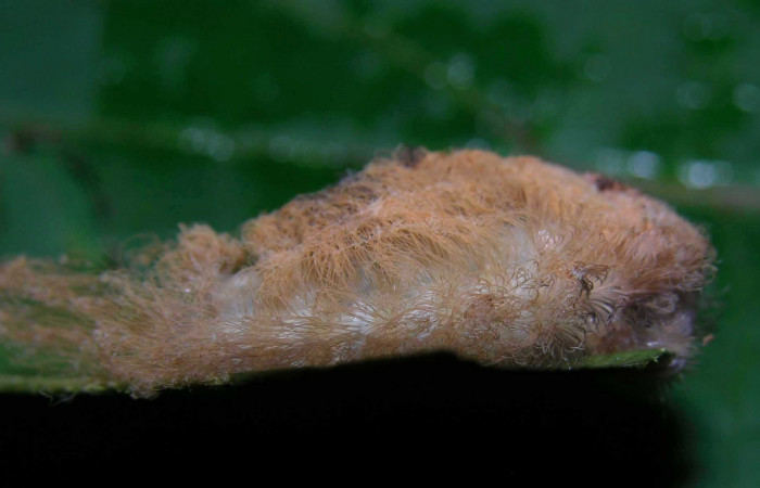 Figura 28. Larva <i>Megalopyge</i> dyariDHJ05 (Megalopygidae), penúltimo estadío (PU) vista lateral, localidad Loaciga, Sector Pitilla ACG (445m). Voucher: 05-SRNP-32062-DHJ404560.jpg.