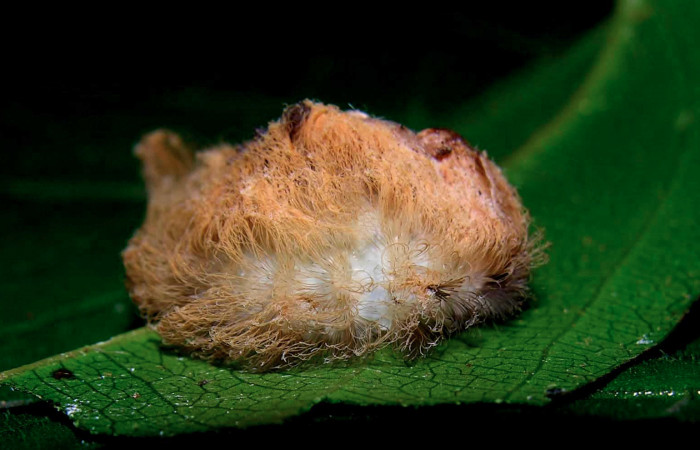 Figura 27. Larva <i>Megalopyge</i> dyariDHJ05 (Megalopygidae), penúltimo estadío (PU) vista lateral, localidad Loaciga, Sector Pitilla ACG (445m). Voucher: 05-SRNP-32062-DHJ404564.jpg.