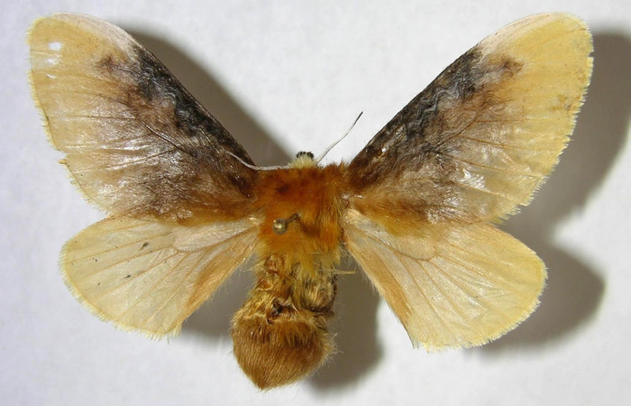 Figura 25. Adulto de <i>Megalopyge</i> dyariDHJ04 (Megalopygidae), hembra vista dorsal, localidad Estación Los Almendros, Sector El Hacha ACG (290m). Voucher: 06-SRNP-22521-DHJ359948.jpg.
