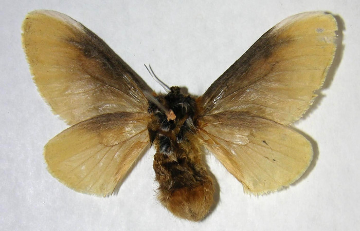 Figura 26. Adulto de <i>Megalopyge</i> dyariDHJ04 (Megalopygidae), hembra vista ventral, localidad Estación Los Almendros, Sector El Hacha ACG (290m). Voucher: 06-SRNP-22521-DHJ359949.jpg.