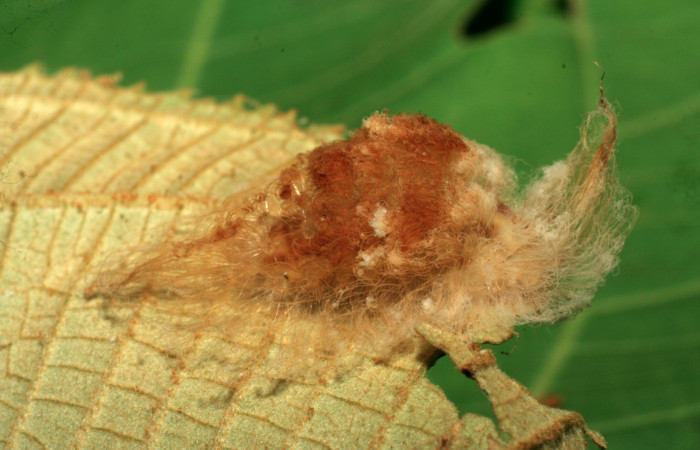 Figura 23. Larva <i>Megalopyge</i> dyariDHJ04 (Megalopygidae), penúltimo estadío (PU) vista lateral, localidad Amonias, Sector Pitilla ACG (390m). Voucher: 07-SRNP-32671-DHJ427056.jpg.