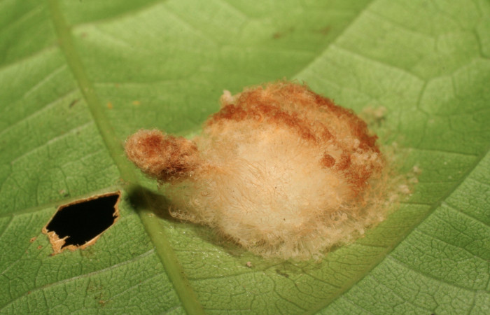 Figura 15. Larva <i>Megalopyge</i> dyariDHJ02 (Megalopygidae), penúltimo estadío (PU) vista lateral, localidad San Lucas, Sector Rincón Rain Forest ACG (320m). Voucher: 07-SRNP-40171-DHJ418950.jpg.