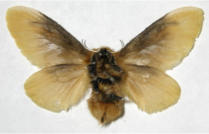 Figura 30. Adulto de <i>Megalopyge</i> dyariDHJ05 (Megalopygidae), vista ventral, localidad Estación Caribe, Sector Rincón Rain Forest ACG (415m). Voucher: 07-SRNP-41930-DHJ381015.jpg.