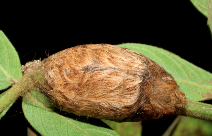 Figura 5. Larva <i>Megalopyge dyari</i> (Megalopygidae), formando capullo vista dorsal, localidad Vado Miramonte, Sector Mundo Nuevo ACG (305m). Voucher: 07-SRNP-60941-DHJ436883.jpg.