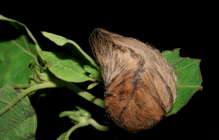 Figura 1. Larva <i>Megalopyge dyari</i> (Megalopygidae), último estadío (U) vista dorsal, localidad Río Blanco Abajo, Sector San Cristóbal ACG (500m). Voucher: 09-SRNP-142-DHJ450171.jpg.