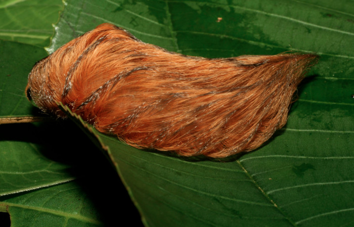 Figura 36. Larva <i>Megalopyge albicollis</i> (Megalopygidae), último estadío (U) vista lateral, localidad Estación Biológica Quica, Sector Pitilla ACG (470m). Voucher: 09-SRNP-30118-DHJ452091.jpg.