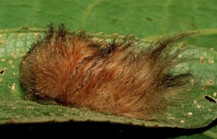 Figura 3. Larva <i>Megalopyge dyari</i> (Megalopygidae), penúltimo estadío (PU) vista lateral, localidad Estación Biológica Quica, Sector Pitilla ACG (470m). Voucher: 09-SRNP-30537-DHJ458184.jpg.