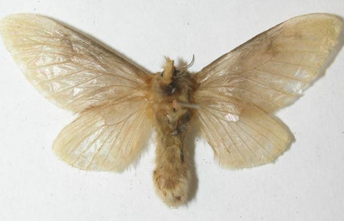 Figura 18. Adulto de <i>Megalopyge</i> dyariDHJ02 (Megalopygidae), vista ventral, localidad Selva, Sector Rincón Rain Forest ACG (410m). Voucher: 10-SRNP-69651-DHJ538655.jpg.