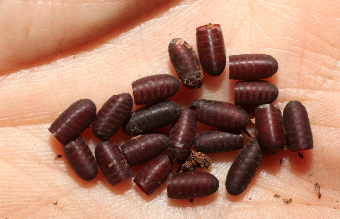 Figura 11. Restos de puparios de parásitos <i>Patelloa</i> xanthuraDHJ05 (Tachinidae) que ataca <i>Megalopyge dyari</i> (Megalopygidae), vista dorsal, localidad Calma Estación Biológica Quica, Sector Pitilla ACG (412m). Voucher: 10-SRNP-71251-DHJ498355.jpg.