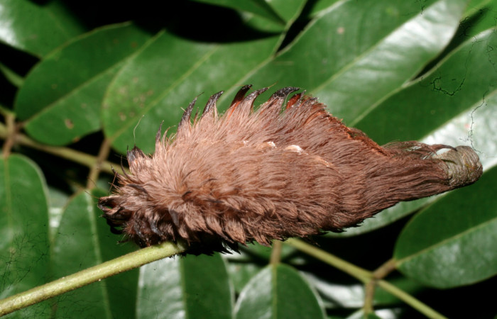 Figura 20. Larva <i>Megalopyge</i> dyariDHJ03 (Megalopygidae), último estadío (U) vista lateral, localidad Camino Pozo Tres, Sector Mundo Nuevo ACG (733m). Voucher: 11-SRNP-56367-DHJ497316.jpg.