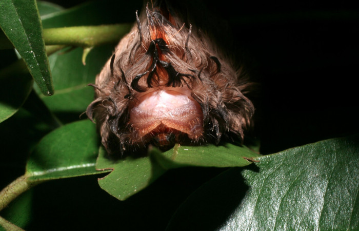 Figura 19. Larva <i>Megalopyge</i> dyariDHJ03 (Megalopygidae), último estadío (U) vista frontal, localidad Camino Pozo Tres, Sector Mundo Nuevo ACG (733m). Voucher: 11-SRNP-56367-DHJ497318.jpg.