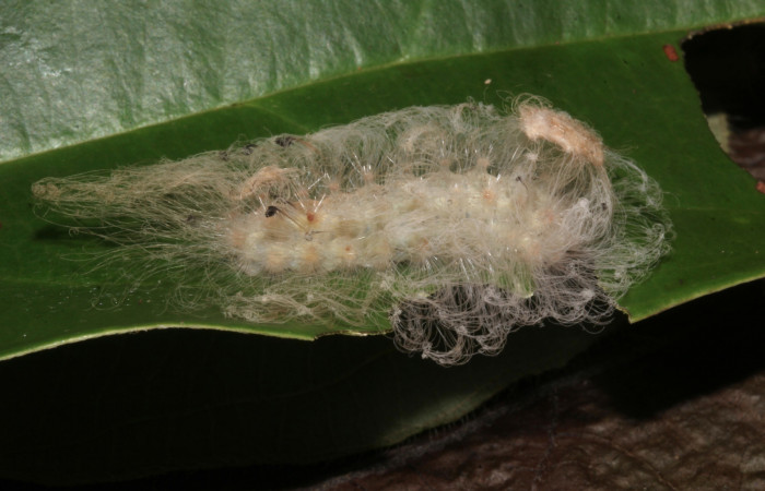 Figura 2. Larva <i>Megalopyge dyari</i> (Megalopygidae), tercer estadío (PPU) vista dorsal, localidad Sendero Laguna Sector, Pitilla ACG (680m). Voucher: 18-SRNP-30437-DHJ743814.jpg.
