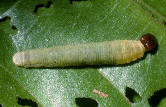 Figura. 13 Larva <i>Tosta platypterus</i> (Hesperiidae), posición dorsal alimentándose en <i>Miconia affinis</i>, (Melastomataceae). (04-SRNP-41584-DHJ87011.jpg).