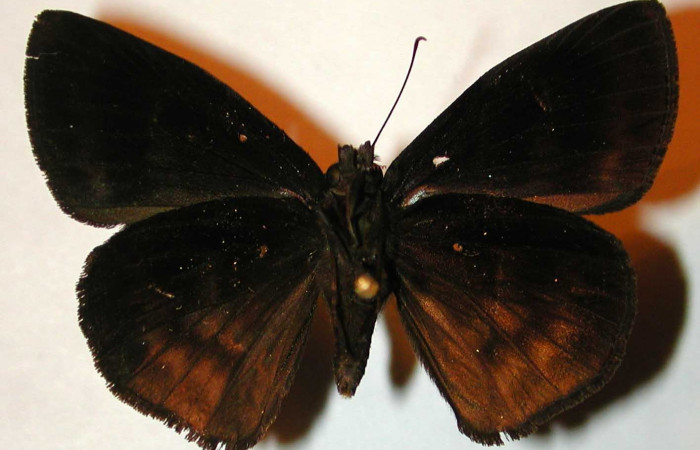 Figura 15. Adulto <i>Tosta platypterus</i> (Hesperiidae, vista dorsal. (00-SRNP-22313-DHJ32905).