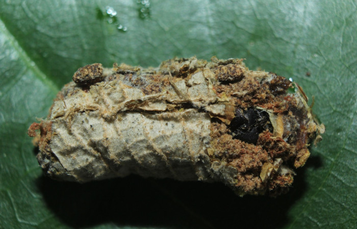 Figura. 18 Pupa <i>Druentica inscita</i> (Mimallonidae), dentro de su casita. (17-SRNP-71088-DHJ727703.jpg).