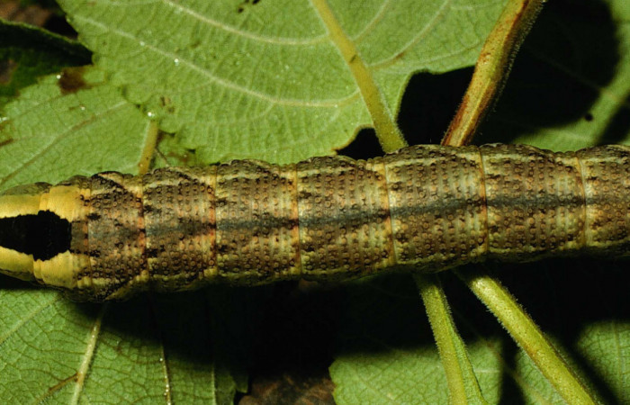 Figura 5. <i>Lintneria</i> meropsDHJ02 (Sphingidae) último estadio, posición dorsal, Sector Santa Rosa, Potrero Batalla. Voucher 98-SRNP-10438-DHJ47008.jpg.