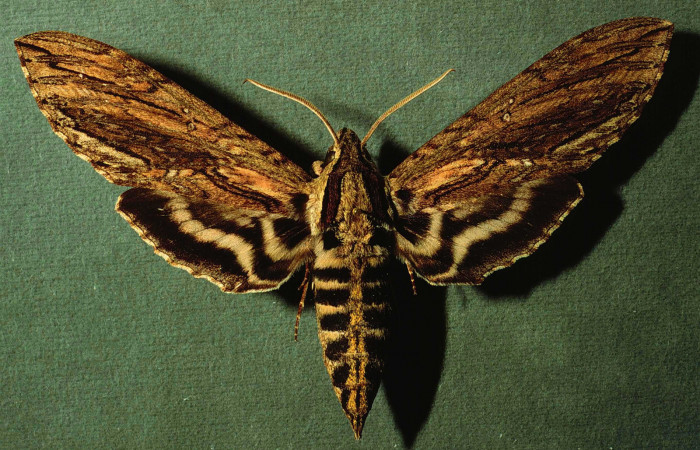Figura 12. Adulto hembra de <i>Lintneria merops</i> (Sphingidae) vista dorsal. INBIOCRI002793078