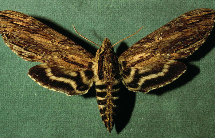 Figura 11. Adulto hembra de <i>Lintneria merops</i> (Sphingidae) vista dorsal. NBIOCRI002793498