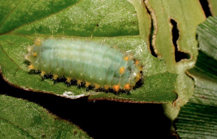 Fig.10 Larva <i>Emesis tenedia</i>, mostrando la parte lateral entero, se alimenta <i>Clematis dioica</i>. familia (Ranunculaceae). Voucher: 10-SRNP-35628-DHJ477497.jpg.