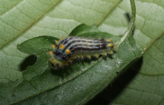 Fig.11 Larva <i>Emesis tegula</i>, mostrando la parte dorsal entero, se alimenta <i>Clematis dioica</i>. familia (Ranunculaceae). Voucher: 12-SRNP-20194-DHJ493194.jpg.