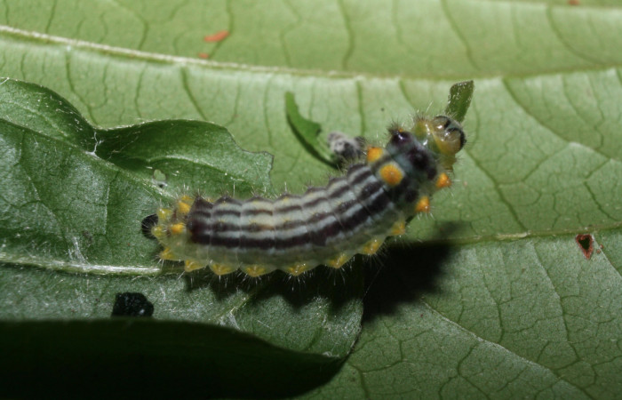 Fig.12 Larva <i>Emesis tegula</i>, mostrando la parte dorsal entero, se alimenta <i>Clematis dioica</i>. familia (Ranunculaceae). Voucher: 12-SRNP-20194-DHJ493195.jpg.