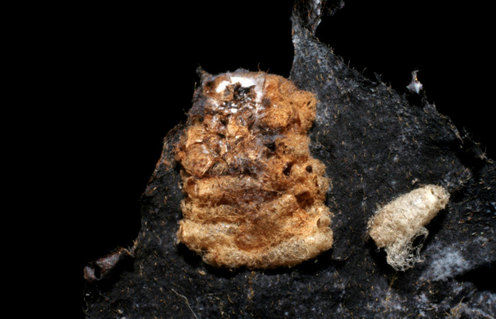 Fig.13 Capullo de la familia Braconidae, <i>Parapanteles</i> Whitfield12, parásito del Riodinidae, <i>Emesis cypria</i>, se alimenta <i>Clematis haenkeana</i>. familia (Ranunculaceae). Voucher: 06-SRNP-7678-DHJ424706.jpg.