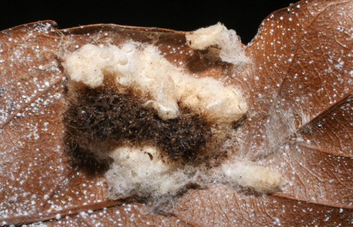 Fig.14 Capullo de la familia Braconidae, <i>Parapanteles</i> Whitfield12, parásito del Riodinidae, <i>Emesis cypria</i>, se alimenta <i>Clematis haenkeana</i>. familia (Ranunculaceae). Voucher: 06-SRNP-7678-DHJ424706.jpg.