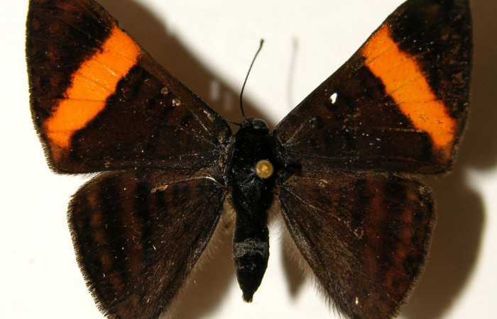 Fig.1 Adulto <i>Emesis cypria</i>, mostrando la parte dorsal.Voucher: 02-SRNP-23029-DHJ91930.