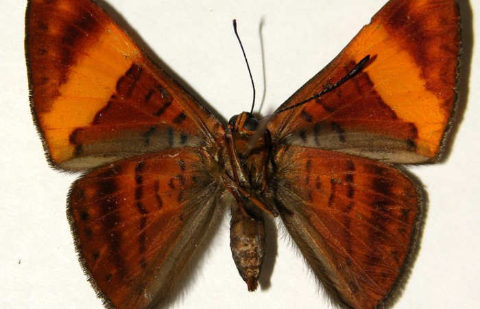 Fig.2 Adulto <i>Emesis cypria</i>, mostrando la parte ventral.Voucher: 02-SRNP-23029-DHJ91931.