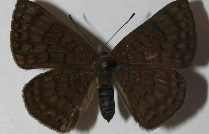 Fig.3 Adulto <i>Emesis ocypore</i>, mostrando la parte dorsal.Voucher: 11-SRNP-4594-DHJ555658.
