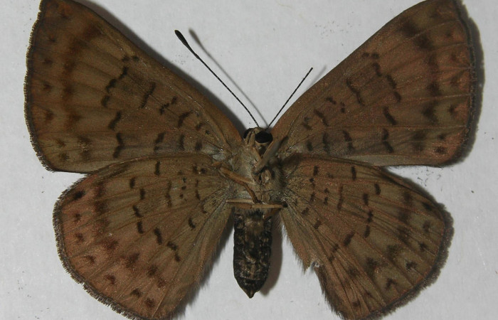 Fig.4 Adulto <i>Emesis ocypore</i>, mostrando la parte ventral.Voucher: 11-SRNP-4594-DHJ555659.