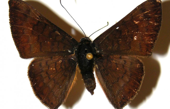 Fig.5 Adulto <i>Emesis tenedia</i>, mostrando la parte dorsal.Voucher: 02-SRNP-9052-DHJ304018.