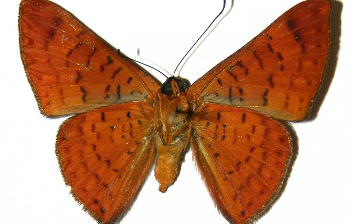 Fig.6 Adulto <i>Emesis tenedia</i>, mostrando la parte ventral.Voucher: 02-SRNP-9052-DHJ304019.