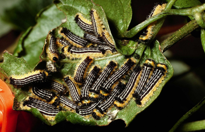 Fig.7 Larva <i>Emesis cypria</i>, mostrando la parte dorsal entero.Voucher: 02-SRNP-23006-DHJ69125.jpg.