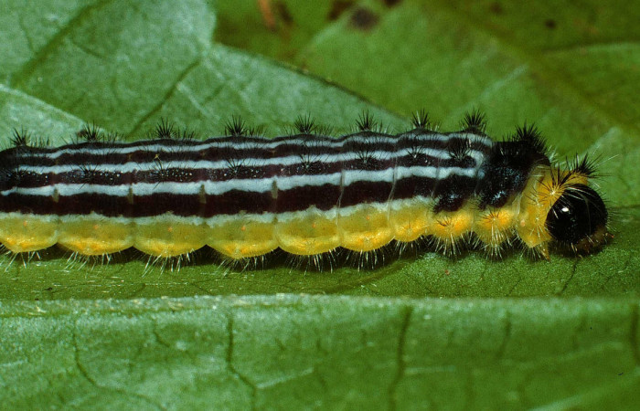 Fig.8 Larva <i>Emesis cypria</i>, mostrando la parte lateral entero.Voucher: 02-SRNP-23007-DHJ68532.jpg.