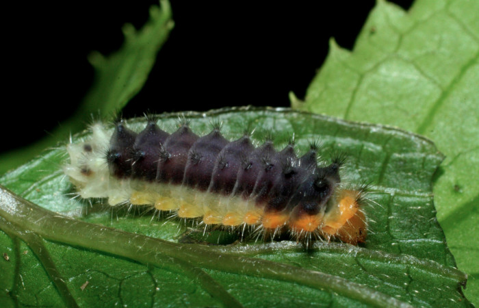 Fig.9 Larva <i>Emesis ocypore</i>, mostrando la parte lateral entero, se alimenta <i>Clematis haenkeana</i>. familia (Ranunculaceae). Voucher: 09-SRNP-2600-DHJ454415.jpg.