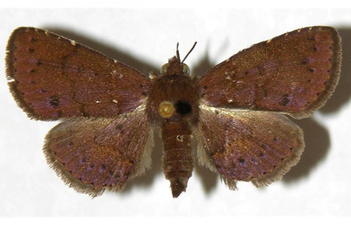 Fig.2  Adulto <i>Antiblemma</i> Poole22  dorsal. Hembra. Voucher: 02-SRNP-9994-DHJ317602.jpg