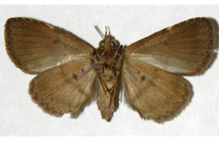 Fig.3 Adulto <i>Antiblemma</i> Poole22  ventral. Hembra. Voucher: 02-SRNP-9994-DHJ317603.jpg