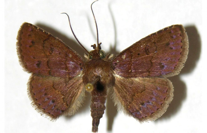 Fig.4  Adulto <i>Antiblemma</i> Poole22  dorsal. Macho. Voucher: 02-SRNP-9995-DHJ317598.jpg