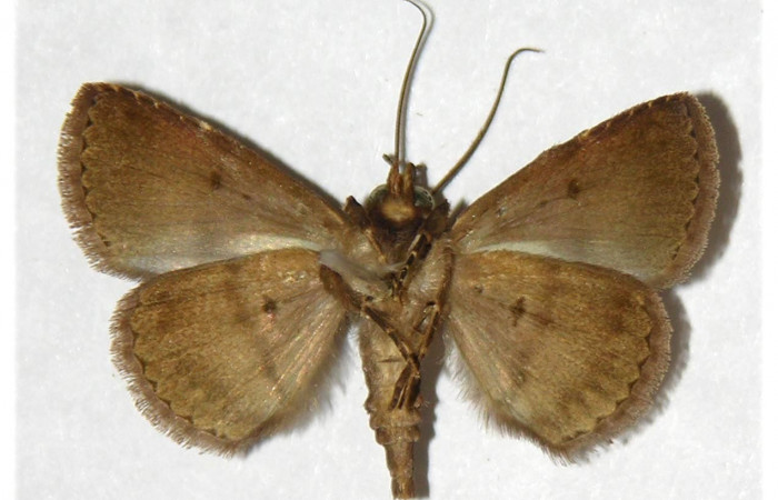 Voucher: 02-SRNP-9995-DHJ317599.jpg