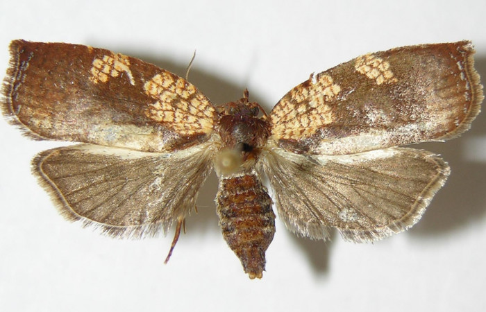 Figura 3. Adulto de <i>Aesiocopa necrofolia</i> (hembra), vista  dorsal. (00-SRNP-14022-DHJ339174).